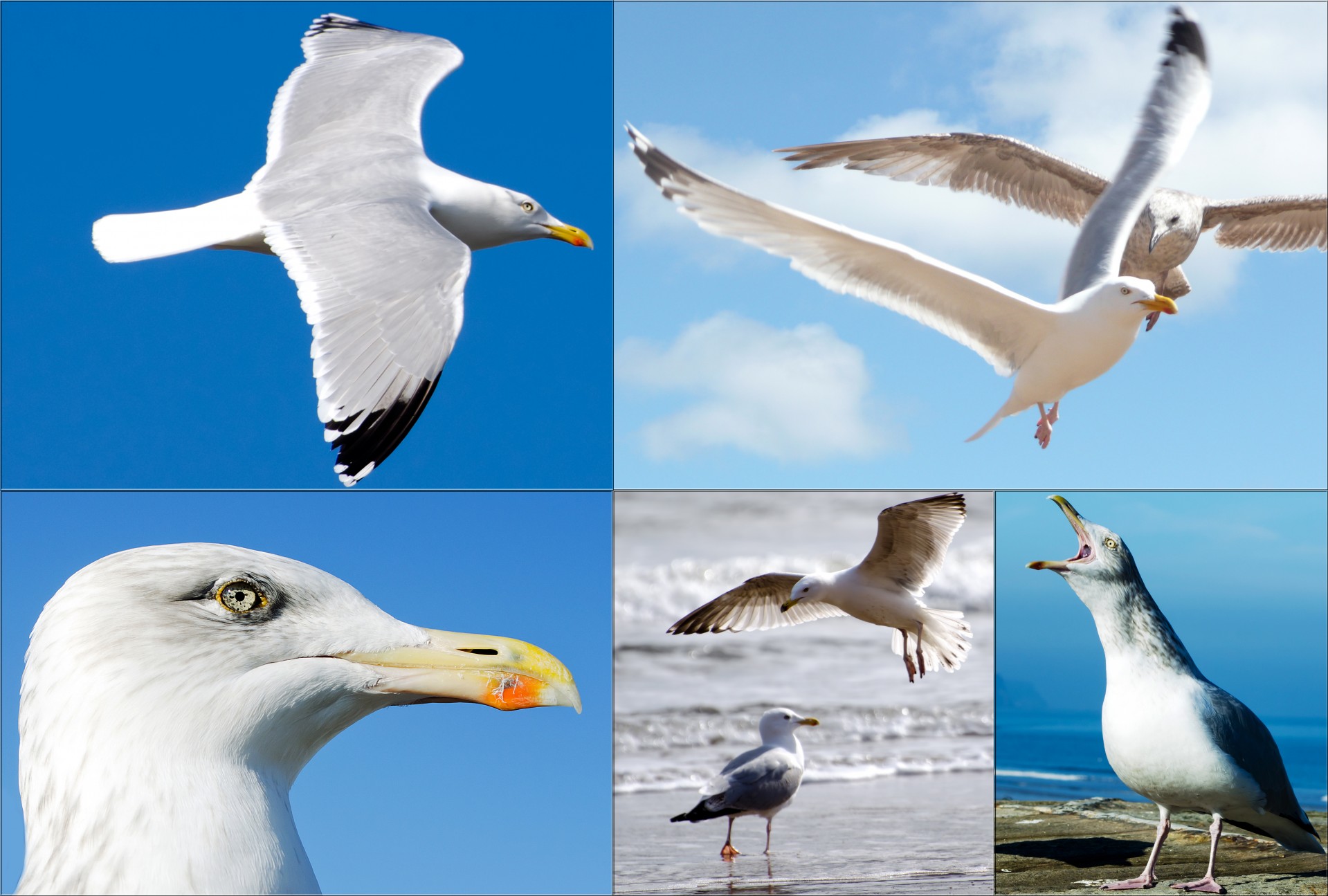 Морская птица 7. Чайки в разных ракурсах. Морские птицы морские птицы. Чайки на белом фоне. Морские птицы коллаж.