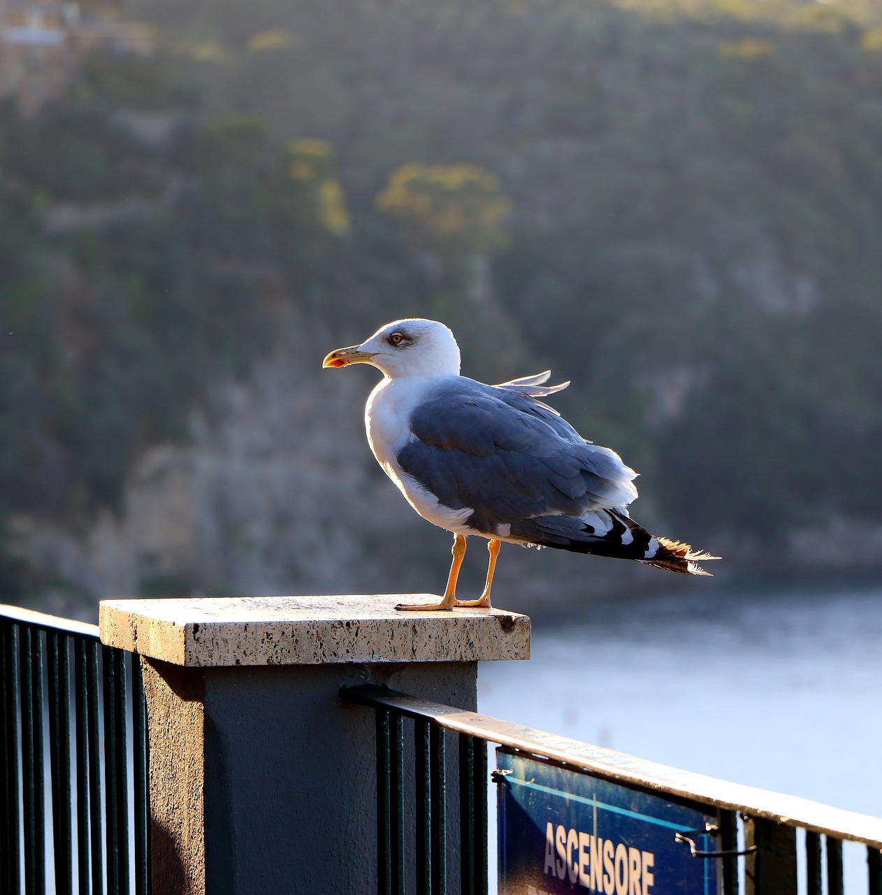 Kajakas, Vienišas, Sorrento, Nemokamos Nuotraukos,  Nemokama Licenzija