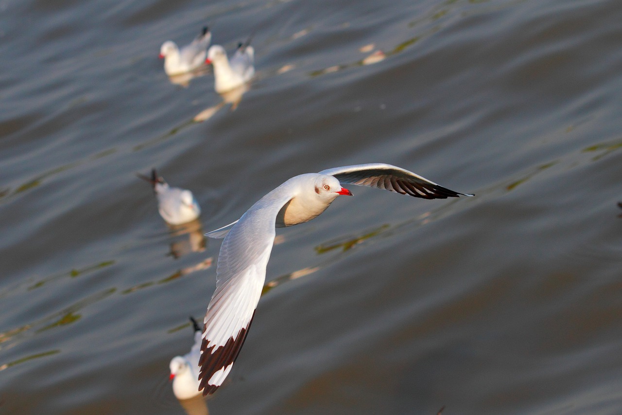 Kajakas, Bang Pu, Kepuraitė, Paukštis, Fauna, Jūra, Gyvūnas, Ornitologija, Gamta, Paukščių Skrydis