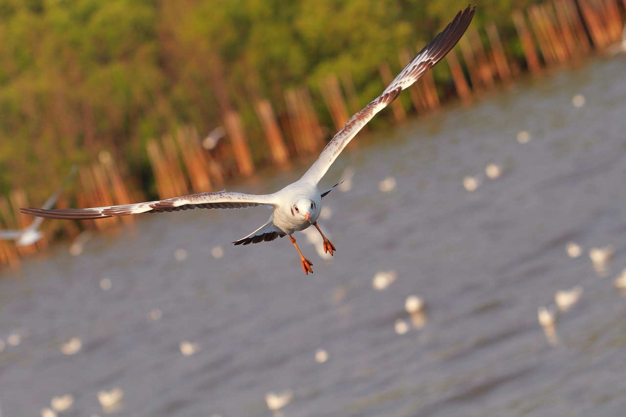 Kajakas, Bang Pu, Kepuraitė, Paukštis, Fauna, Jūra, Gyvūnas, Ornitologija, Gamta, Paukščių Skrydis