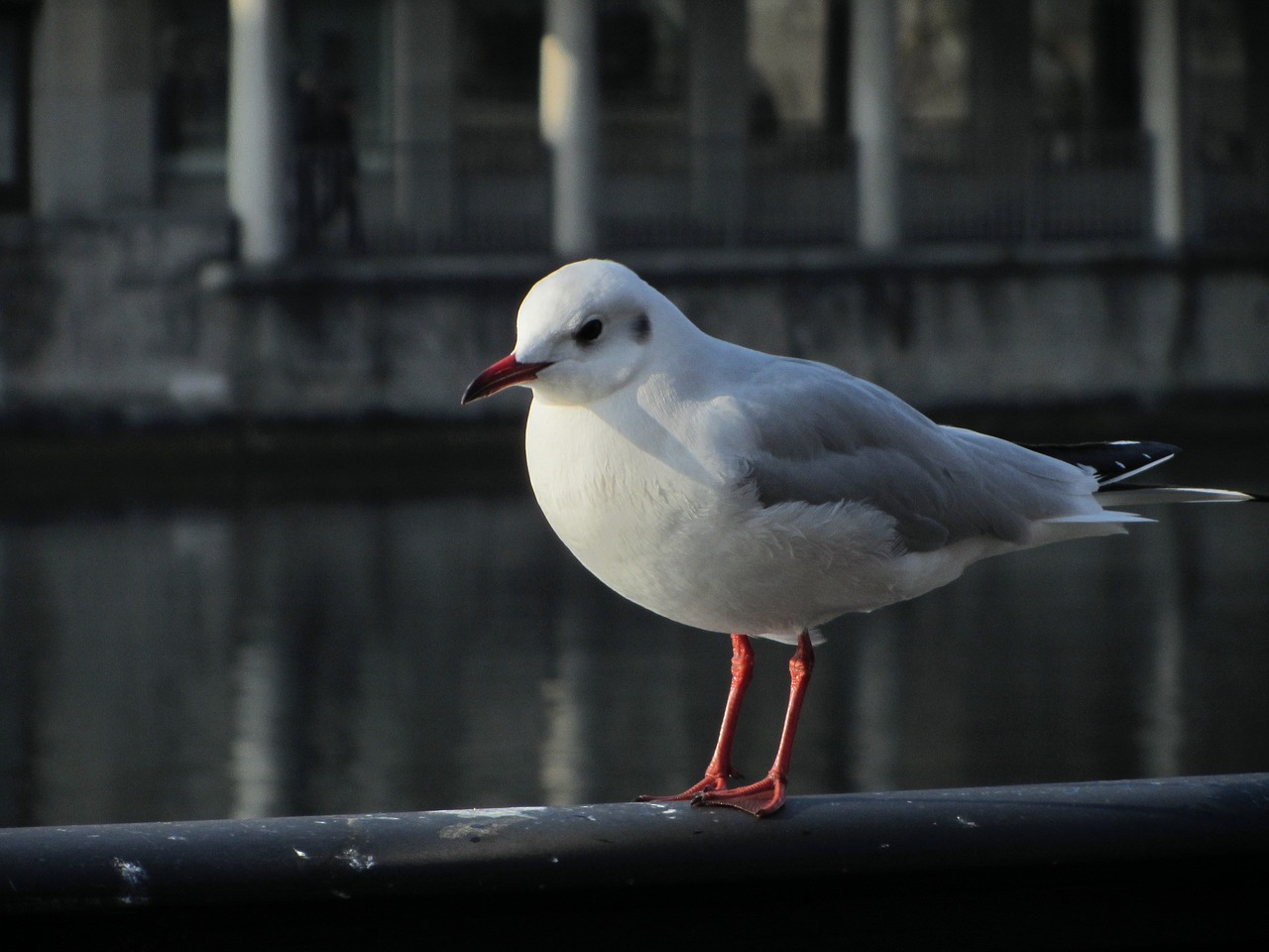 Kajakas, Turėklai, Zurich, Šveicarija, Vogelnahaufnahme, Upė, Vandens Paukštis, Stovintis, Nemokamos Nuotraukos,  Nemokama Licenzija