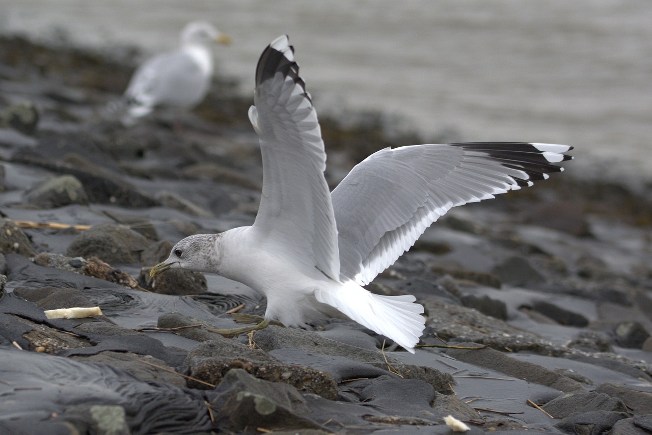 Kajakas, Silkių Paukščiai, Duona, Valgyti, Larus Argentatus, Didelis Kelis, Seevogel, Paukštis, Jūra, Gyvūnas