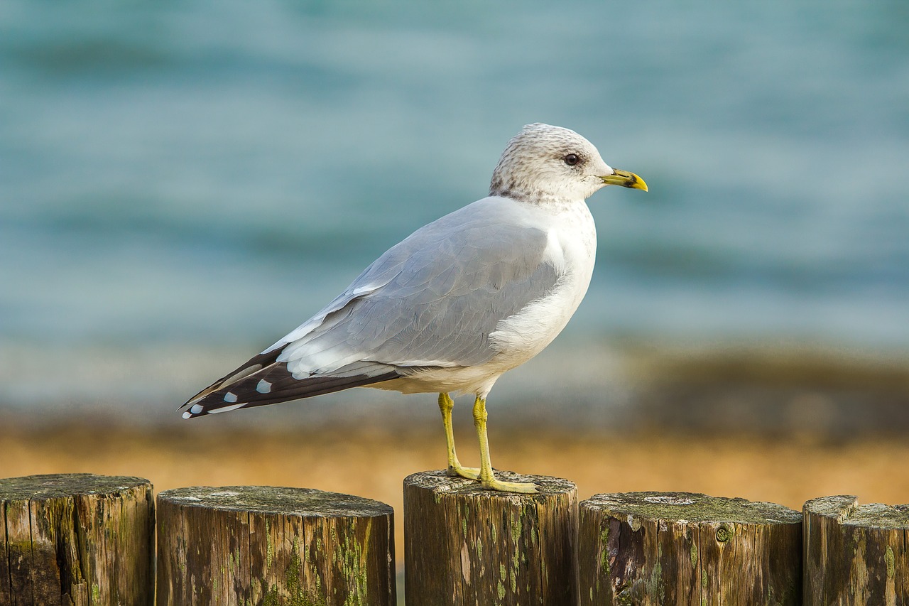 Kajakas, Vandenynas, Kranto, Paukštis, Dorset, Anglija, Nemokamos Nuotraukos,  Nemokama Licenzija