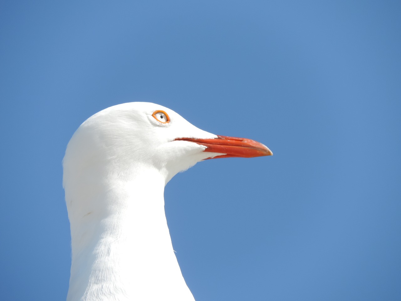 Kajakas, Jūros Paukštis, Paukštis, Kepuraitė, Gamta, Jūra, Pajūryje, Vandenynas, Snapas, Oranžinė