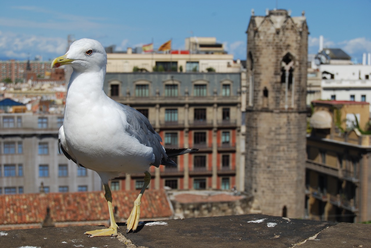 Kajakas, Paukštis, Miestas, Barcelona, Perspektyva, Ispanija, Miestai, Architektūra, Katalonija, Fonas