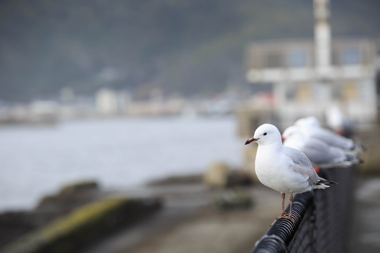 Kajakas, Jūros Paukščiai, Poilsis, Greymouth, Laisvalaikis, Turizmas, Nemokamos Nuotraukos,  Nemokama Licenzija