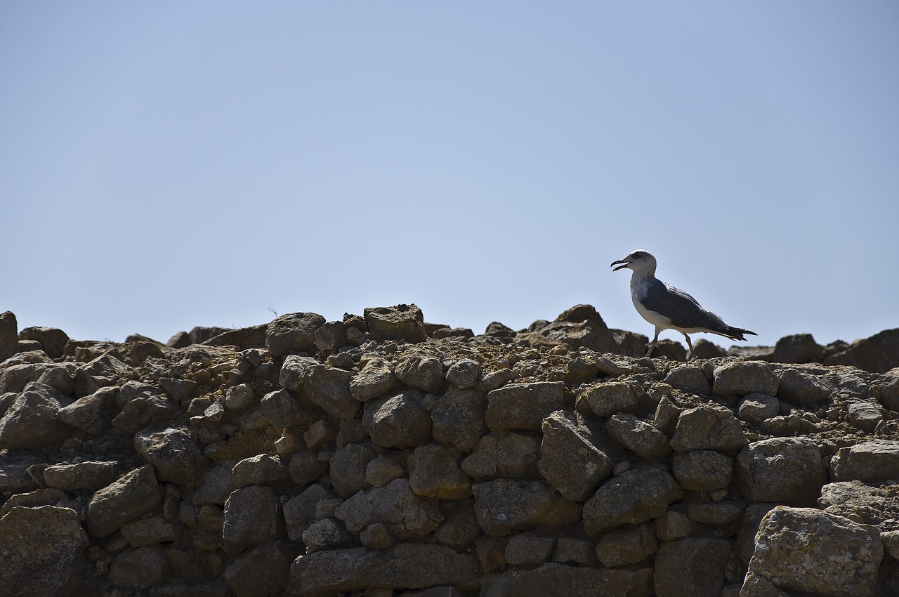 Kajakas, Empúries, Akmenys, Papludimys, Akmenys, Costa Brava, Empuriabrava, Katalonija, Girona, Catalunya