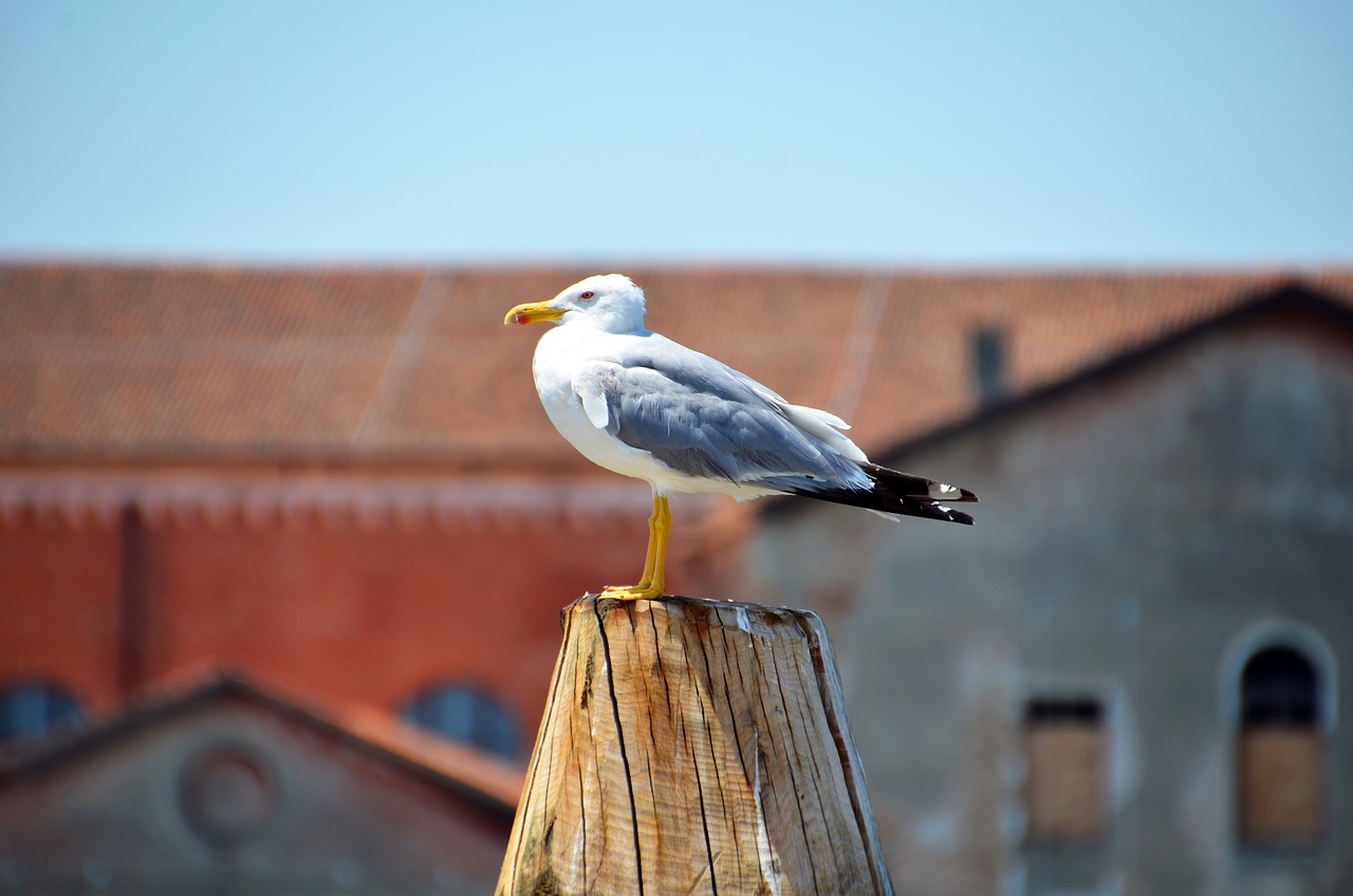 Kajakas, Paukštis, Vandens Paukštis, Jūra, Seevogel, Uždaryti, Gamta, Fauna, Krūva, Regėjimas