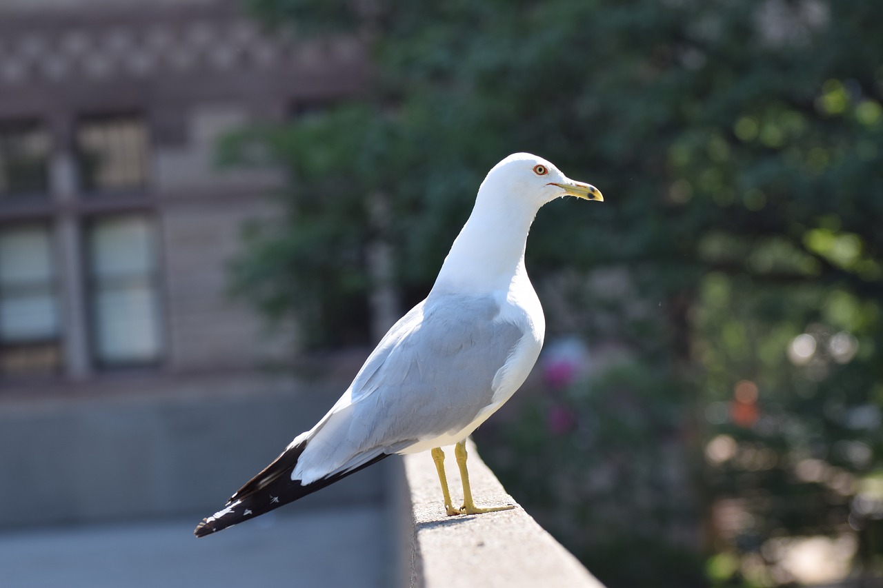 Kajakas, Kaklas, Paukštis, Saulėtas, Gyvūnas, Kepuraitė, Balta, Fauna, Gamta, Laukinė Gamta