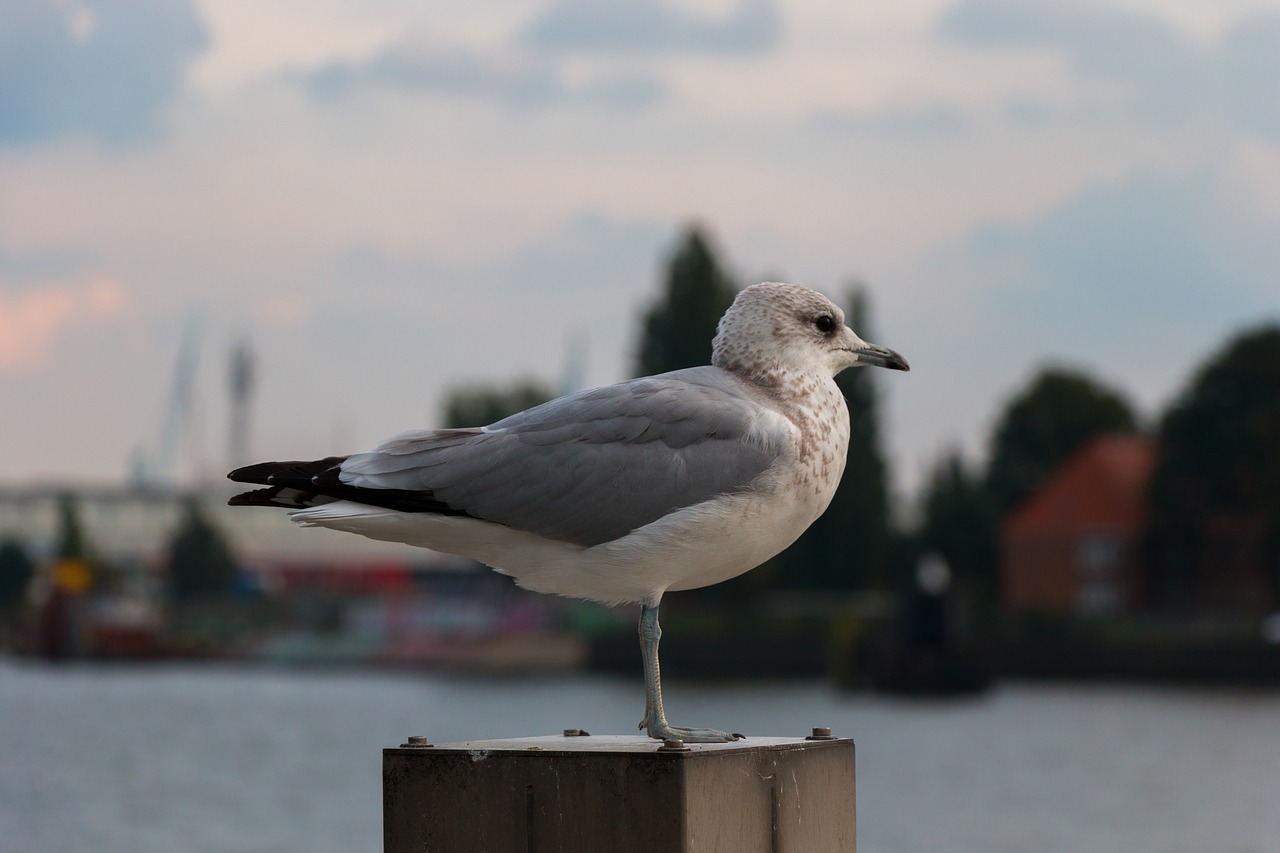 Kajakas, Elbe, Laukinės Gamtos Fotografija, Vanduo, Gamta, Hamburgas, Uostas, Paukštis, Dangus, Kranto