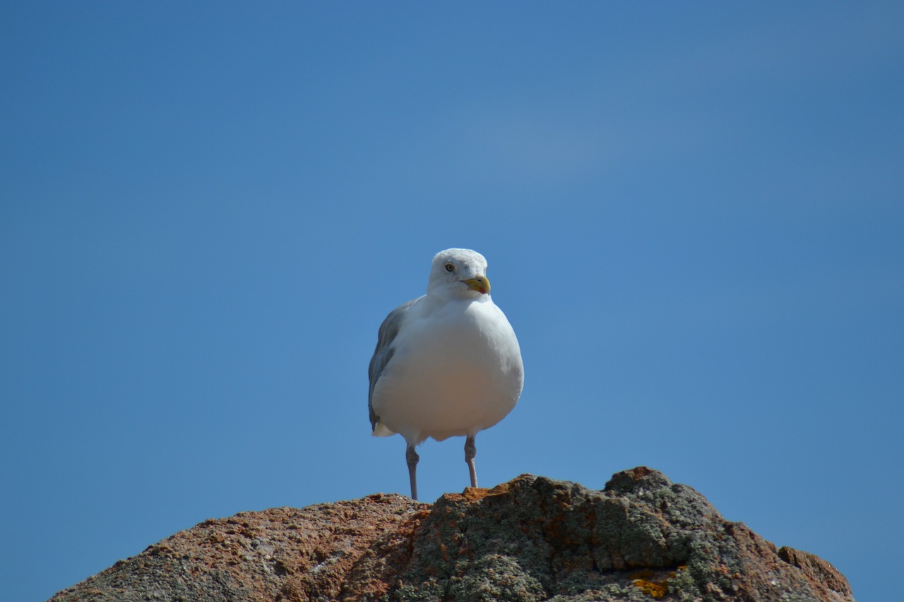 Kajakas, Europinė Silkių Čerpė, Larus Argentatus, Paukštis, Jūros Paukštis, Mėlynas Dangus, Rokas, Pajūryje, Dienos Metu, Vasara