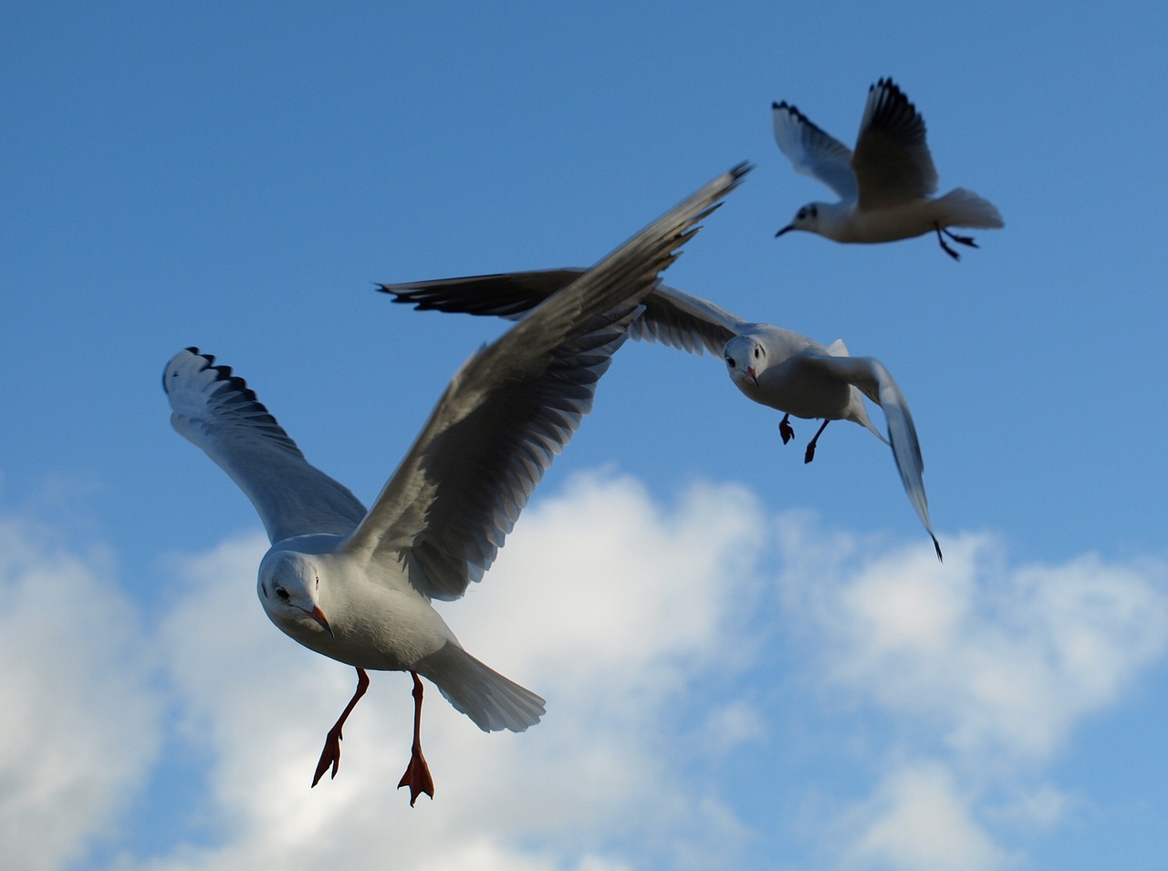 Kajakas, Juodoji Galva, Vandens Paukštis, Paukštis, Gyvūnas, Gamta, Chroicocephalus Ridibundus, Larus, Portretas, Larus Ridibundus