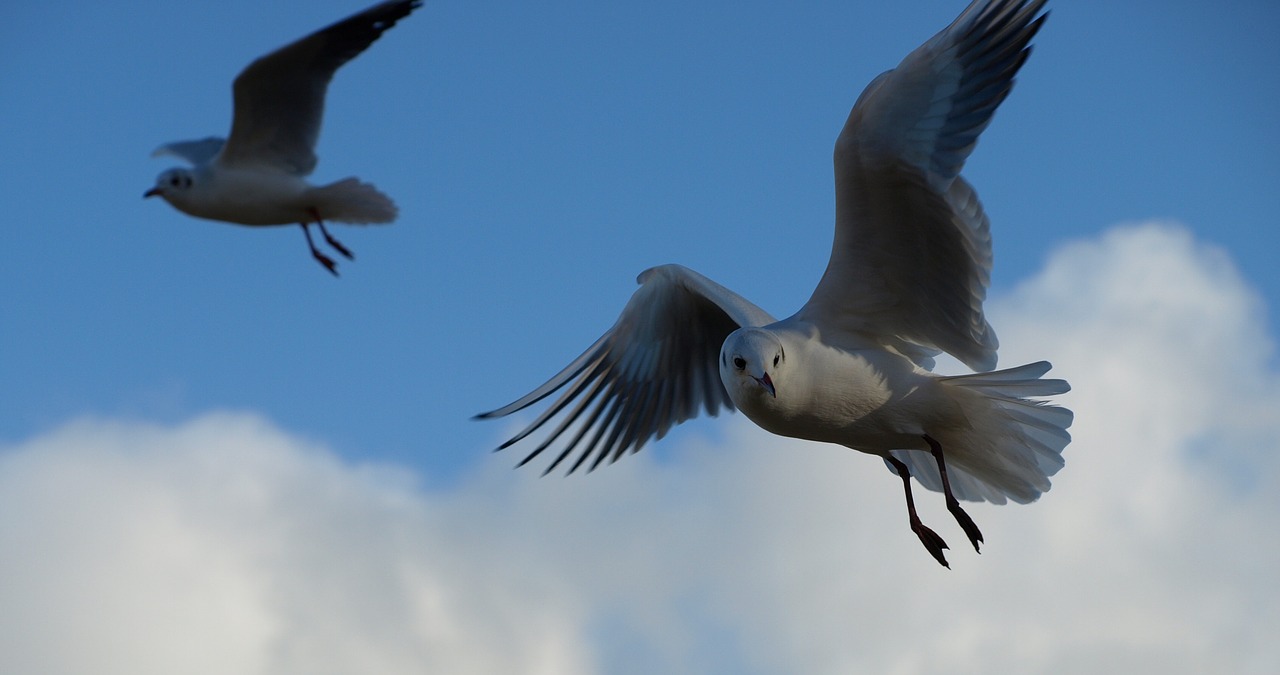 Kajakas, Juodoji Galva, Vandens Paukštis, Paukštis, Gyvūnas, Gamta, Chroicocephalus Ridibundus, Larus, Portretas, Larus Ridibundus