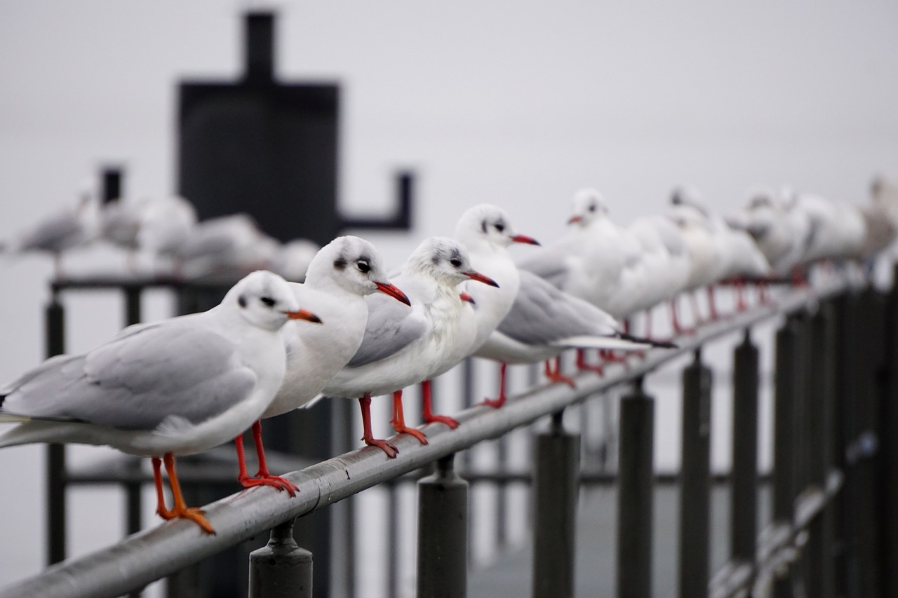 Kajakas, Paukštis, Baltijos Jūra, Vandens Paukštis, Gamta, Gyvūnai, Paukščiai, Nemokamos Nuotraukos,  Nemokama Licenzija