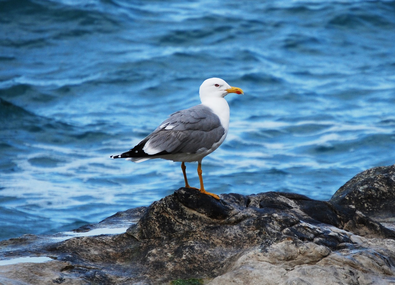 Kajakas, Nepastovus, Jūra, Gamta, Gyvūnas, Scoglio, Nemokamos Nuotraukos,  Nemokama Licenzija