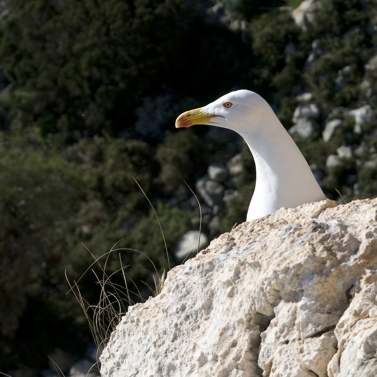 Žuvėdra,  Kiras,  Calpe,  Pobūdį,  Paukštis,  Gyvūnijos,  Vandens,  Lauke, Nemokamos Nuotraukos,  Nemokama Licenzija