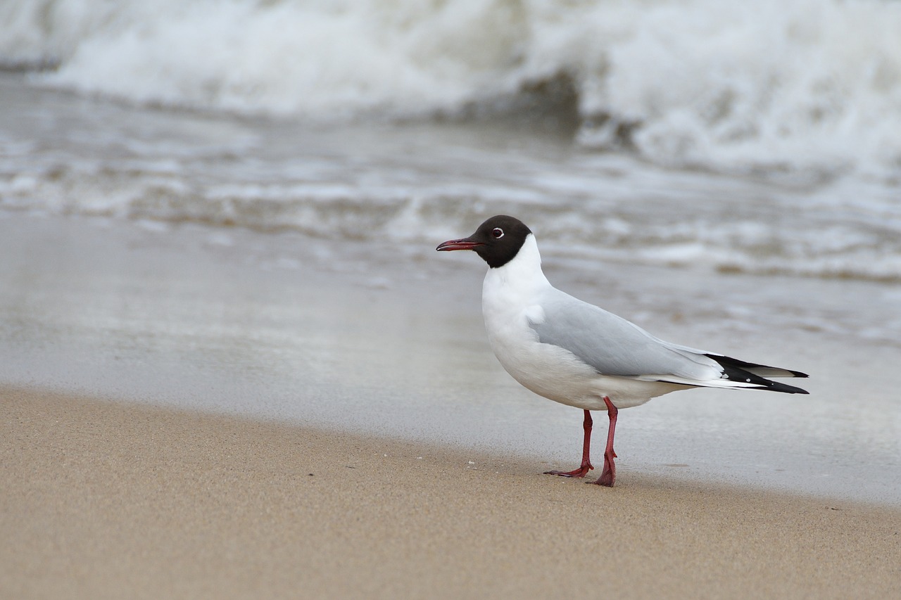 Žuvėdra,  Seagulls,  Jūra,  Vandens,  Krantas,  Nostalgija,  Baltijos Jūra,  Papludimys,  Laukinių,  Gyvūnas