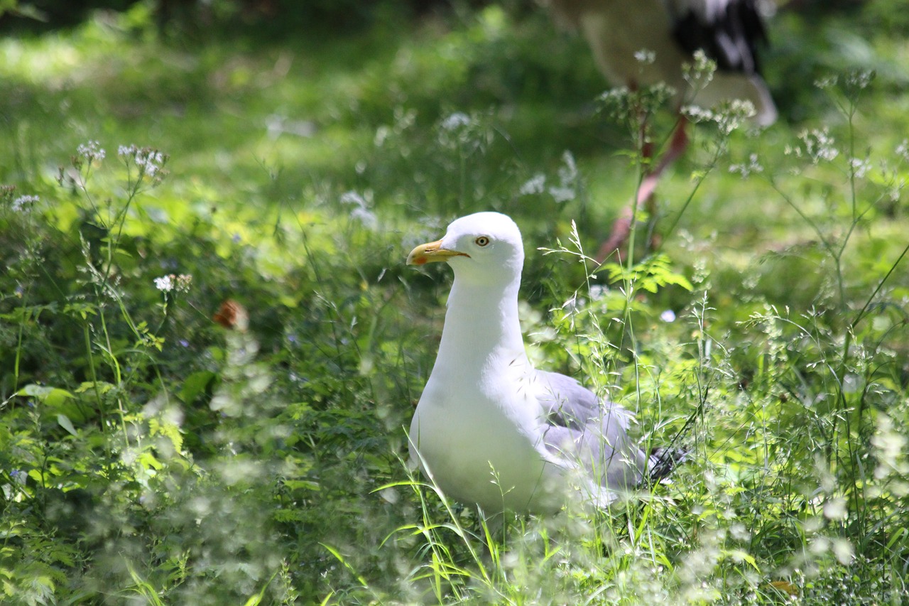 Žuvėdra,  Kirai,  Larus Argentatus,  Paukštis,  Baltos Spalvos,  Vasara,  Pobūdį,  Žolė,  Žalia Žolė,  Sunny