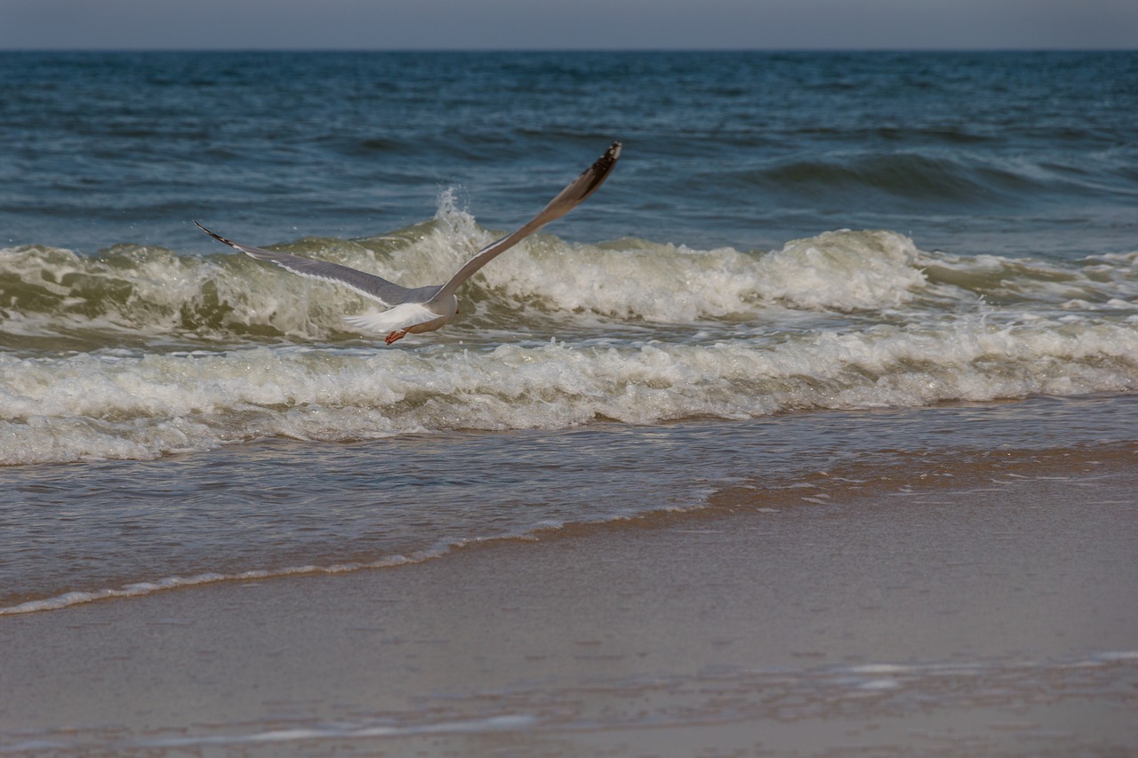 Žuvėdra,  Šiaurės Jūra,  Sylt,  Dangus,  Pakrantės,  Skrydis,  Jūra,  Paukštis,  Pobūdį,  Vanduo Paukštis