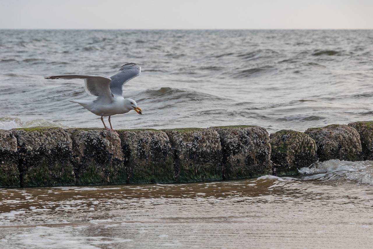 Žuvėdra,  Šiaurės Jūra,  Sylt,  Dangus,  Pakrantės,  Skrydis,  Jūra,  Paukštis,  Pobūdį,  Vanduo Paukštis