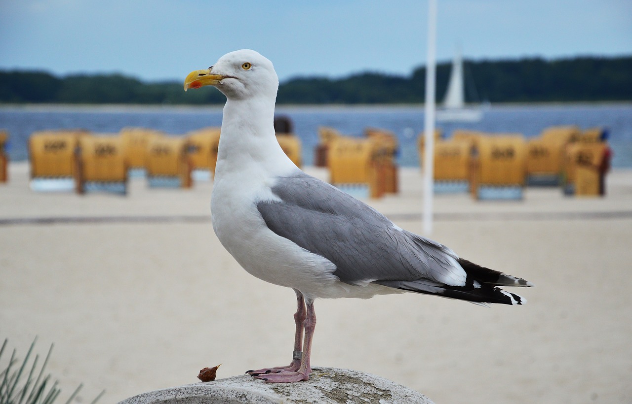 Žuvėdra,  Baltijos Jūra,  Paukštis,  Papludimys, Nemokamos Nuotraukos,  Nemokama Licenzija