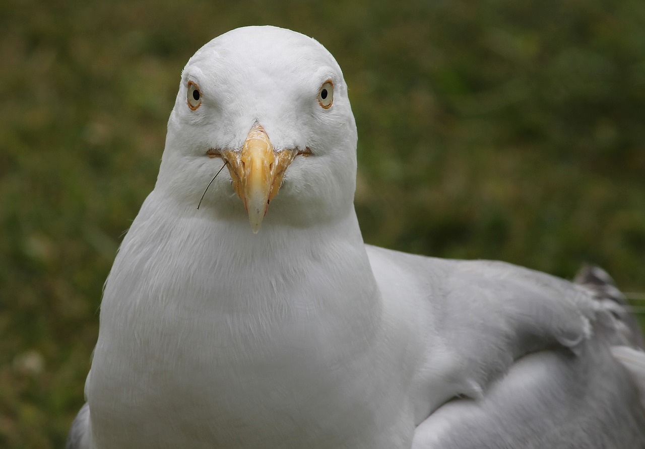 Žuvėdra,  Iš Arti,  Peržiūrėti,  Galva,  Seevogel,  Vanduo Paukštis,  Charadriiformes,  Laridae,  Paukštis,  Jūra