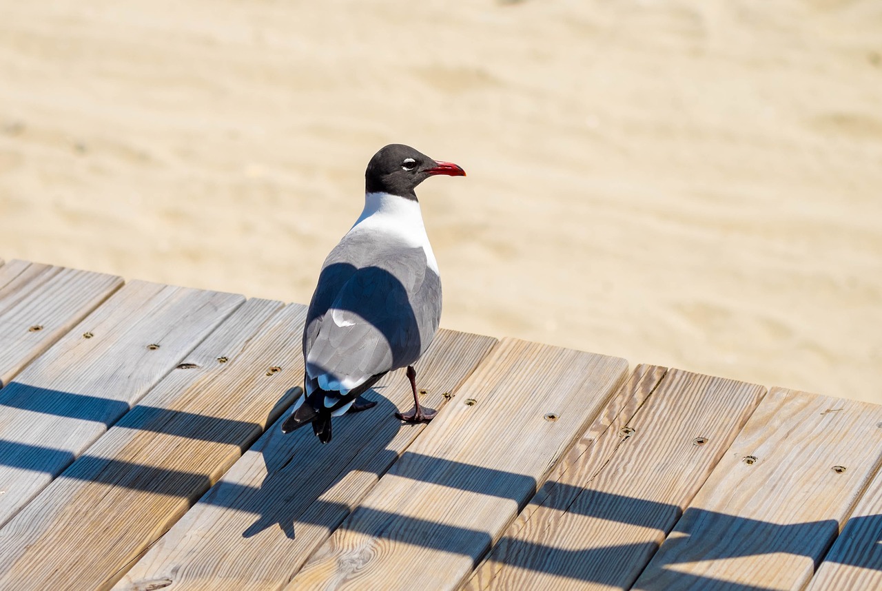 Žuvėdra,  Papludimys,  Boardwalk,  Paukštis,  Gyvūnas,  Smėlis, Nemokamos Nuotraukos,  Nemokama Licenzija