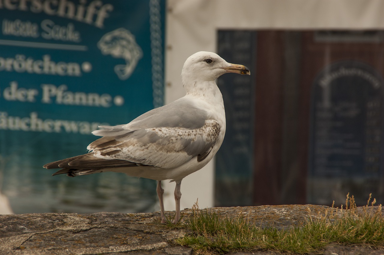 Kajakas, Paukštis, Jūra, Zingst, Kranto, Vandens Paukštis, Skristi, Plunksna, Žuvis, Sąskaitą