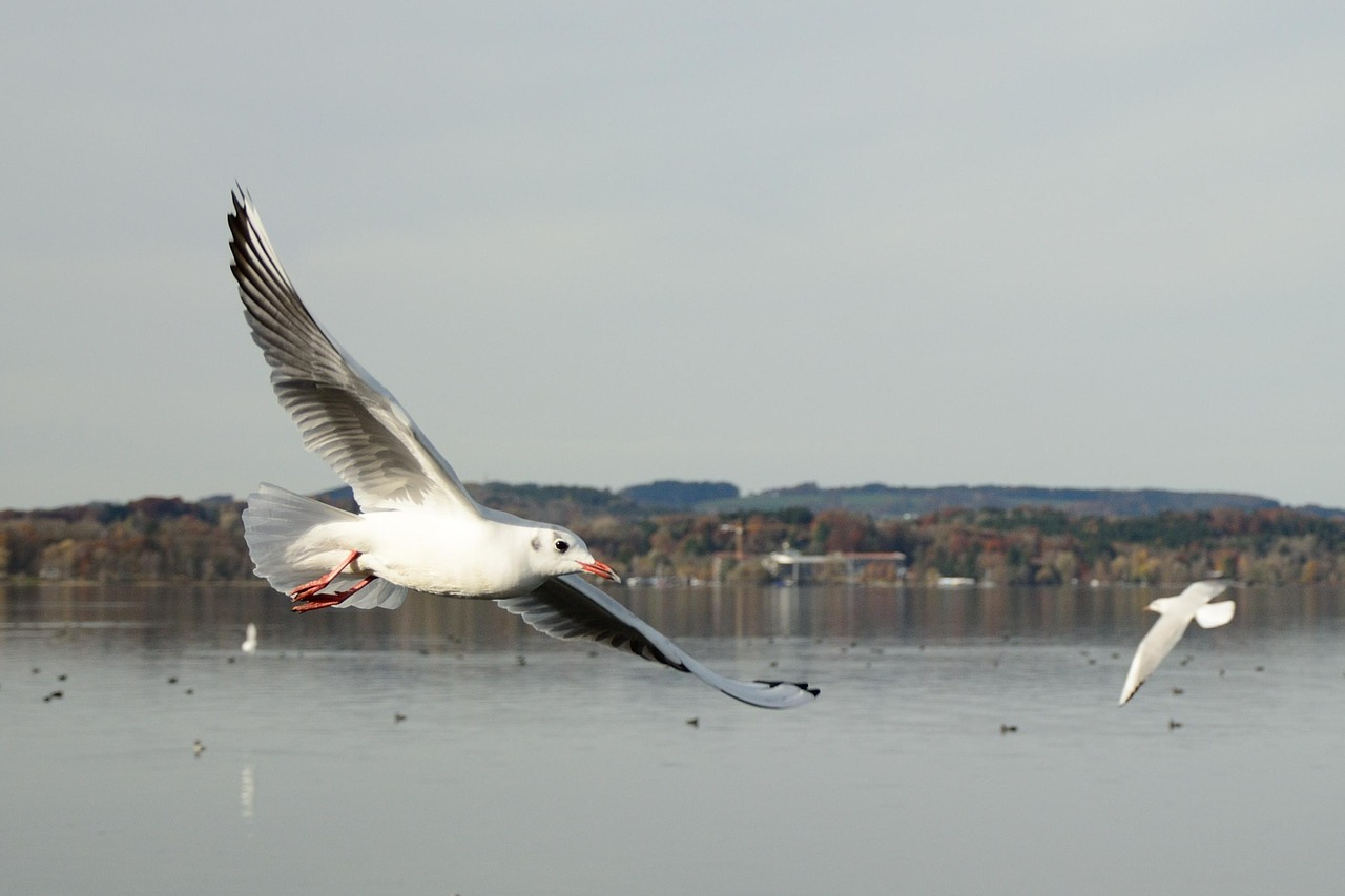 Kajakas, Paukštis, Skristi, Laisvė, Dangus, Ežeras, Plunksna, Sparnas, Pavasario Suknelė, Skrydžio Forma