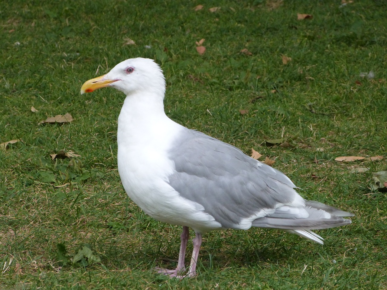 Kajakas, Ave, Paukštis, Žuvėdros, Sparnai, Gyvūnas, Gyvūnai, Jūra, Gamta, Fauna