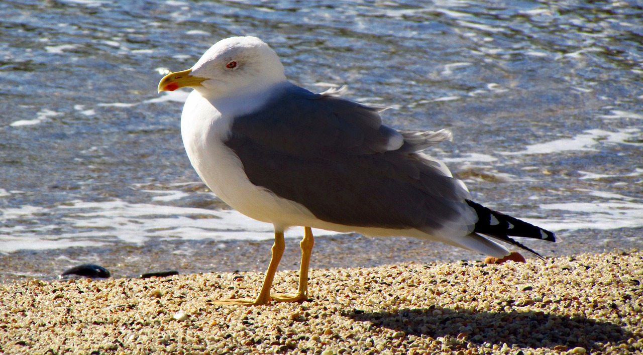 Kajakas, Paukštis, Gyvūnas, Papludimys, Smėlis, Jūra, Paukščiai, Sparnai, Gyvūnai, Fauna