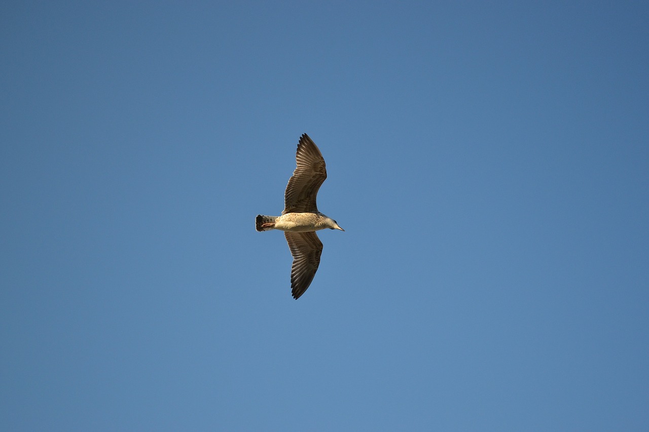 Kajakas,  Paukštis,  Sparnai,  Dangus,  Gamta,  Jūros Paukštis,  Fauna,  Skraidantis,  Mėlynas,  Laukinė Gamta