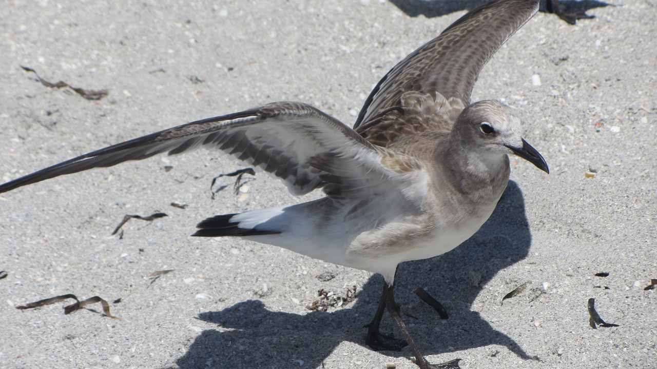 Kajakas,  Paukštis,  Vasara,  Vandenynas,  Papludimys,  Fauna,  Jūros Paukštis,  Plunksna,  Smėlis,  Gamta