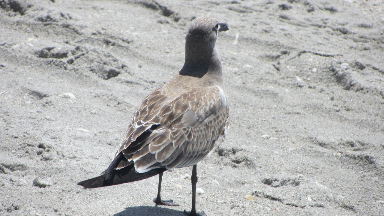 Kajakas,  Paukštis,  Gamta,  Jūra,  Gyvūnas,  Papludimys,  Kepuraitė,  Fauna,  Sparnai,  Smėlis