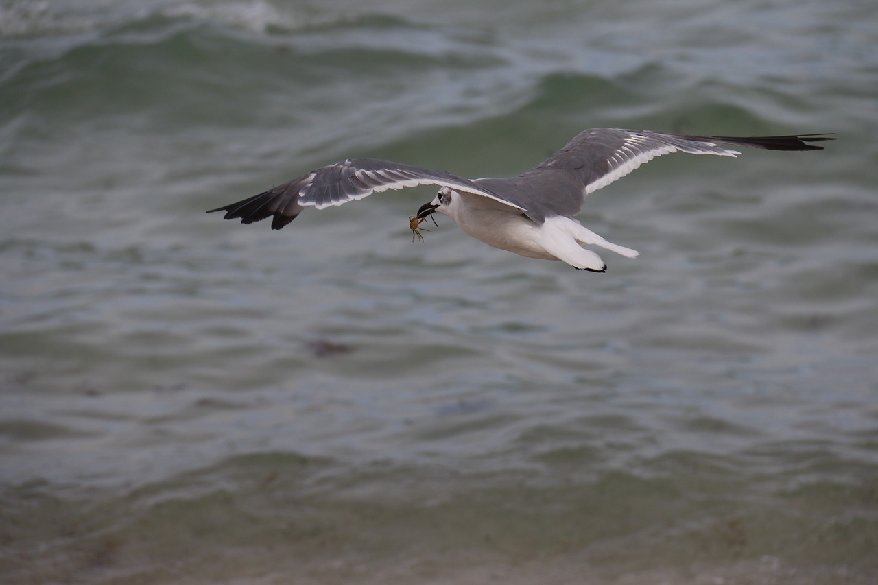 Kajakas, Mar, Kajakas, Papludimys, Paukščiai, Gamta, Vanduo, Litoral, Paukštis, Beira Mar