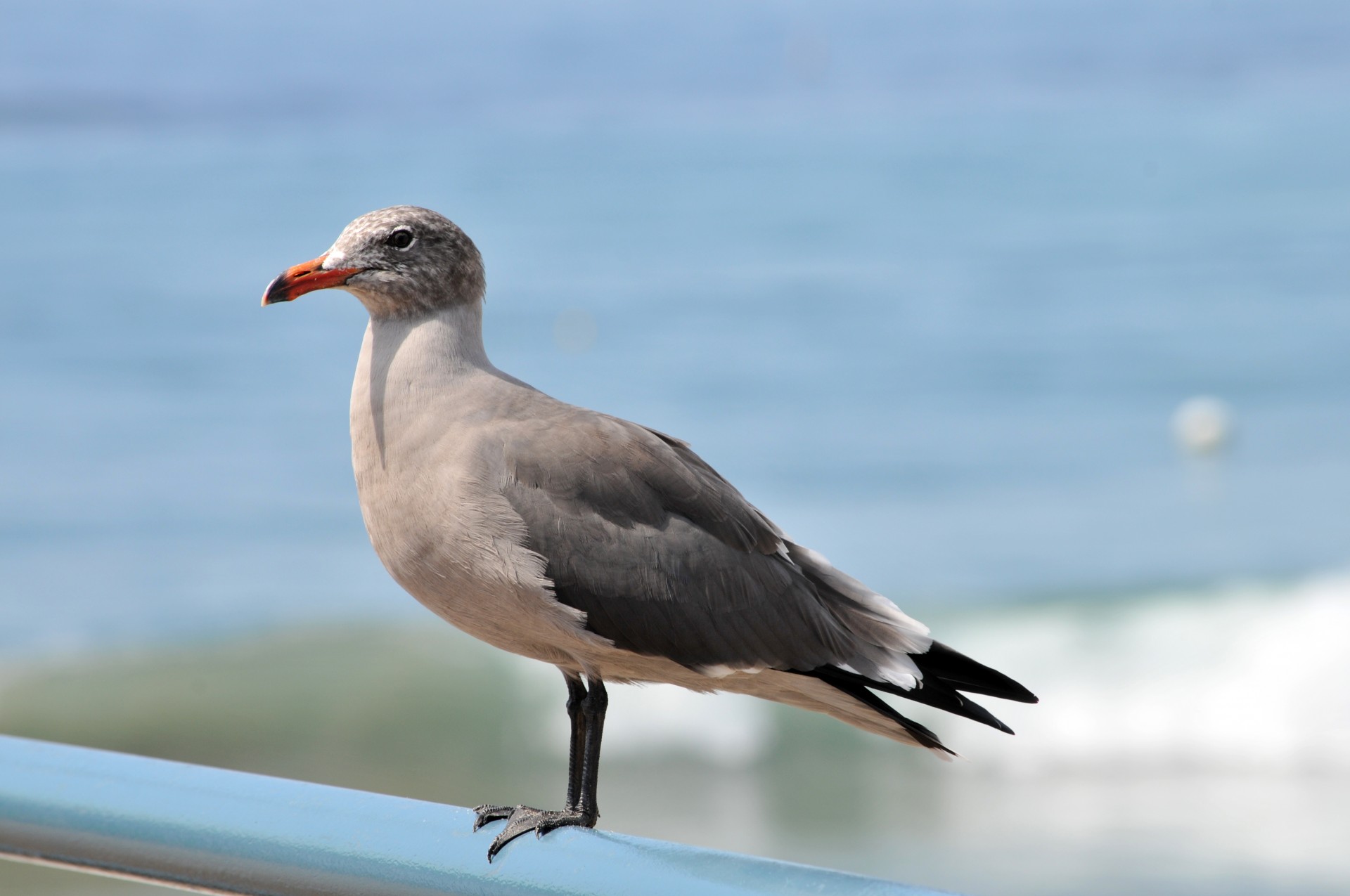 Paukštis,  Paukščiai,  Kajakas,  Jūra & Nbsp,  Gull,  Papludimys,  Jūra,  Vandenynas,  Vanduo,  Bangos