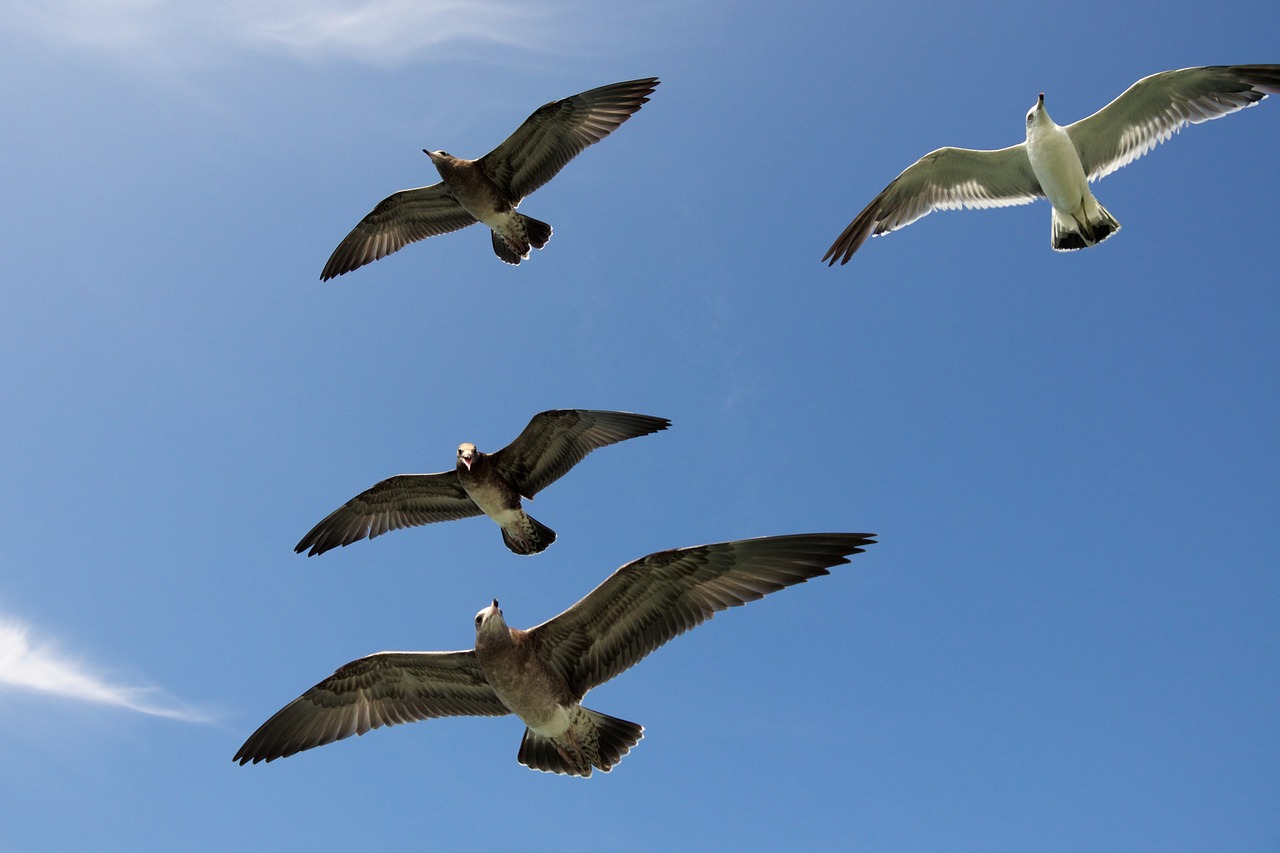 Žuvėdros, Kaukolės, Jūros Paukštis, Jūra, Paukštis, Skraidantis, Skrydis, Laridae, Formavimas, Larus