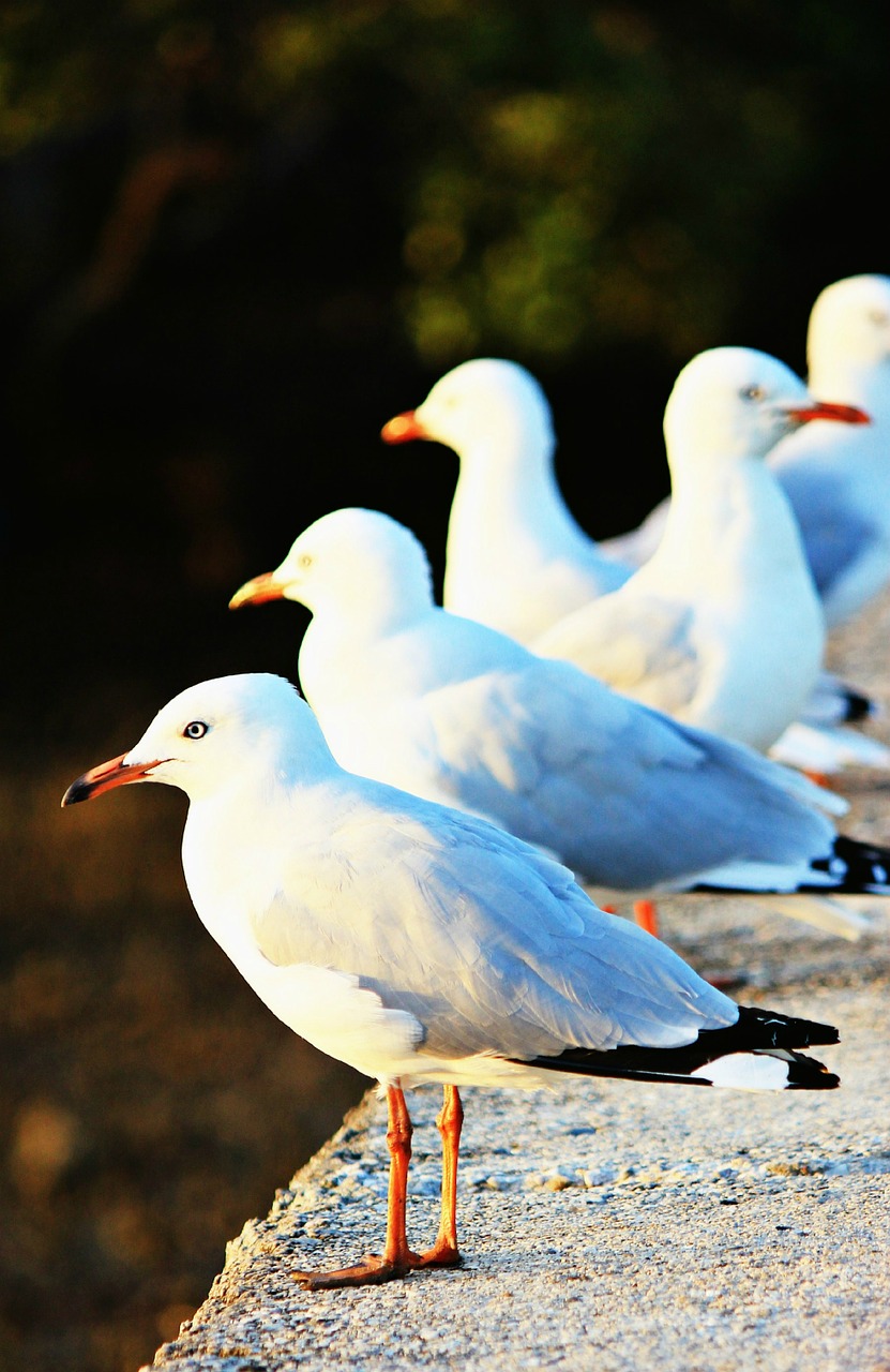 Žuvėdros, Vandenynas, Paukštis, Balta, Kepuraitė, Jūrinis, Papludimys, Jūra, Socialinis, Grupė