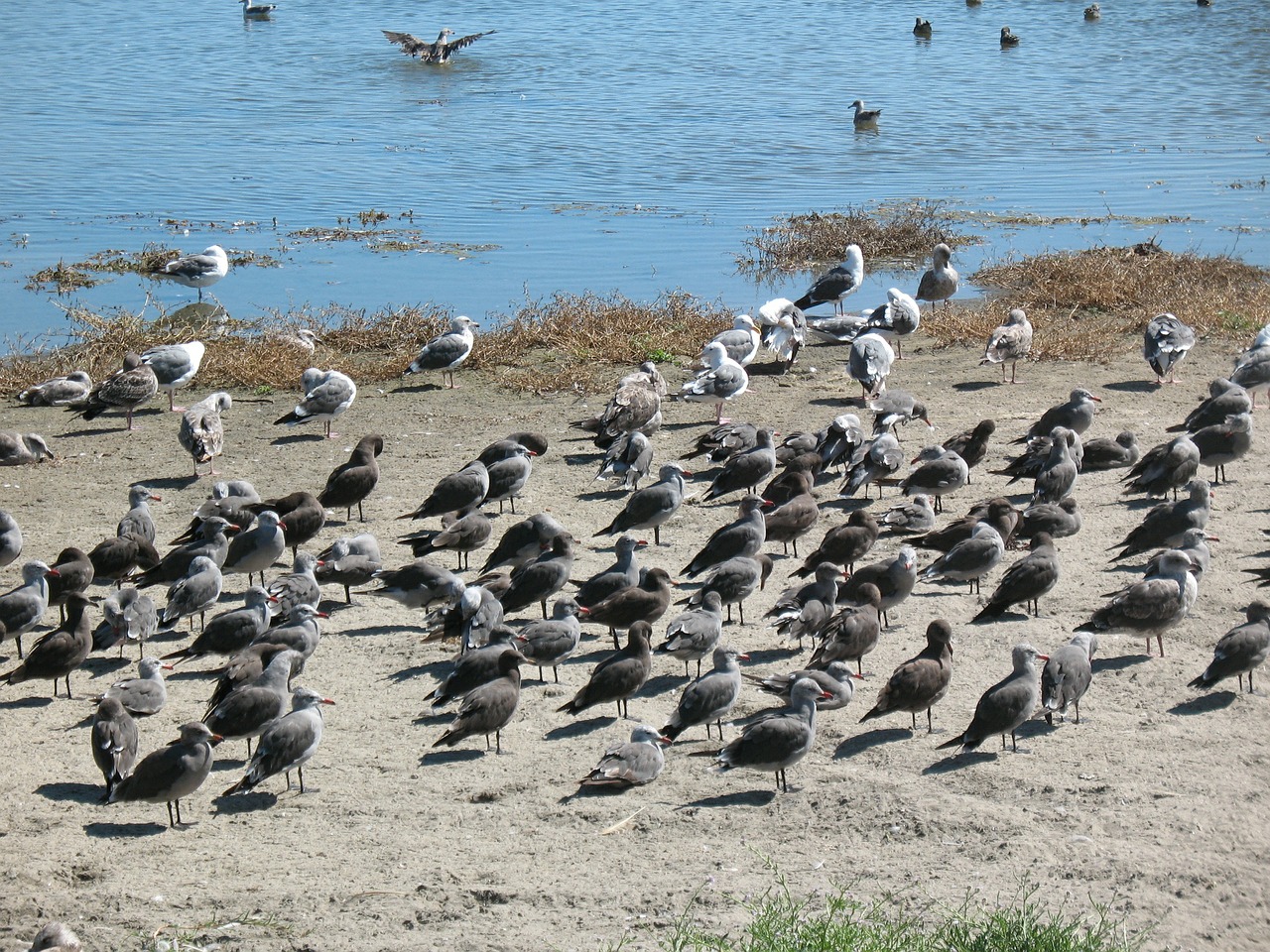 Žuvėdros, Flock, Papludimys, Paukštis, Skristi, Sparnai, Plunksna, Laukinė Gamta, Snapas, Laukiniai