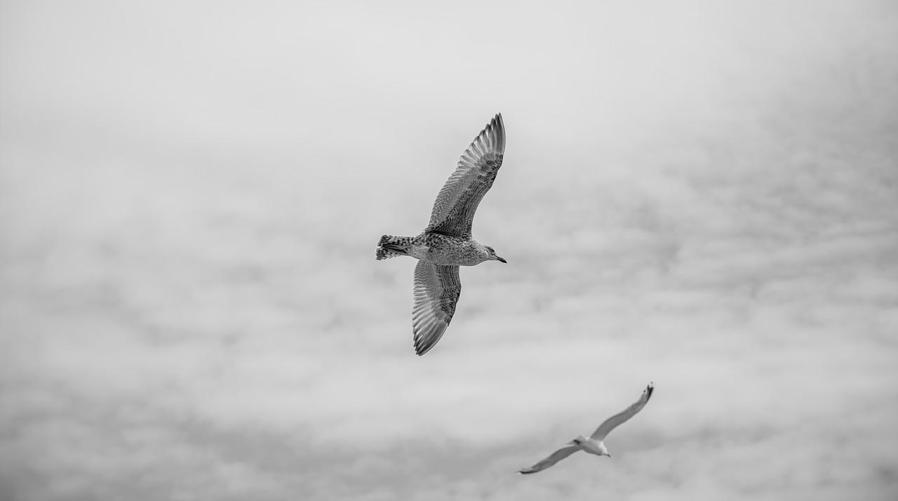 Žuvėdros,  Paukščiai,  Gyvūnas,  Dangus,  Laisvė,  Jūros Paukštis,  Fauna,  Kepuraitė,  Laukinė Gamta,  Plunksna