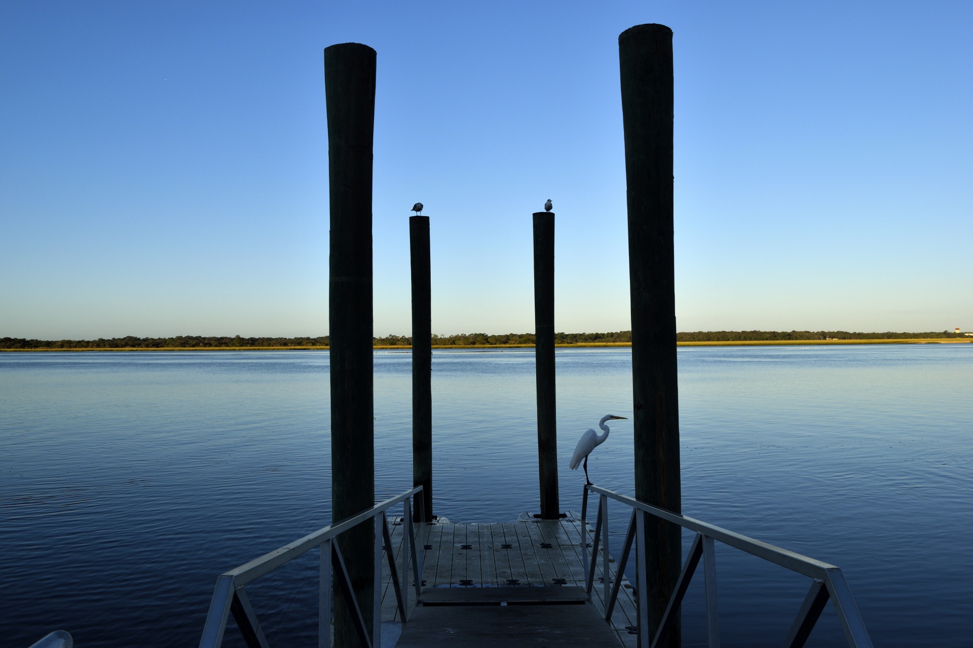 Žuvėdros,  Egrets,  Heronai,  Paukščiai,  Laukinė Gamta,  Gamta,  Gyvūnai,  Atogrąžų,  Vandens Paukščiai,  Pelkės