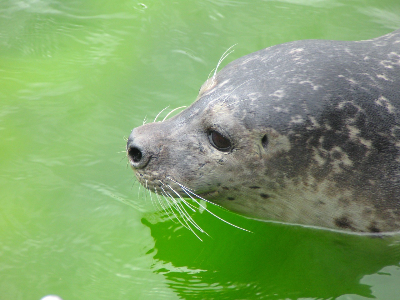 Antspaudas, Robbe, Šiaurės Jūra, Sealarium, Westküstenpark, St Peter-Ording, Gyvūnas, Jūros Gyvūnas, Nemokamos Nuotraukos,  Nemokama Licenzija