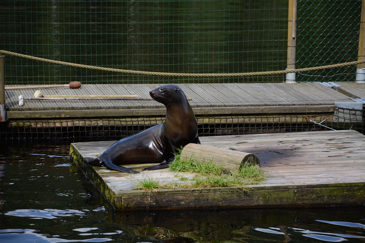 Antspaudas, Ežeras, Borų Zoologijos Sodas, Nemokamos Nuotraukos,  Nemokama Licenzija