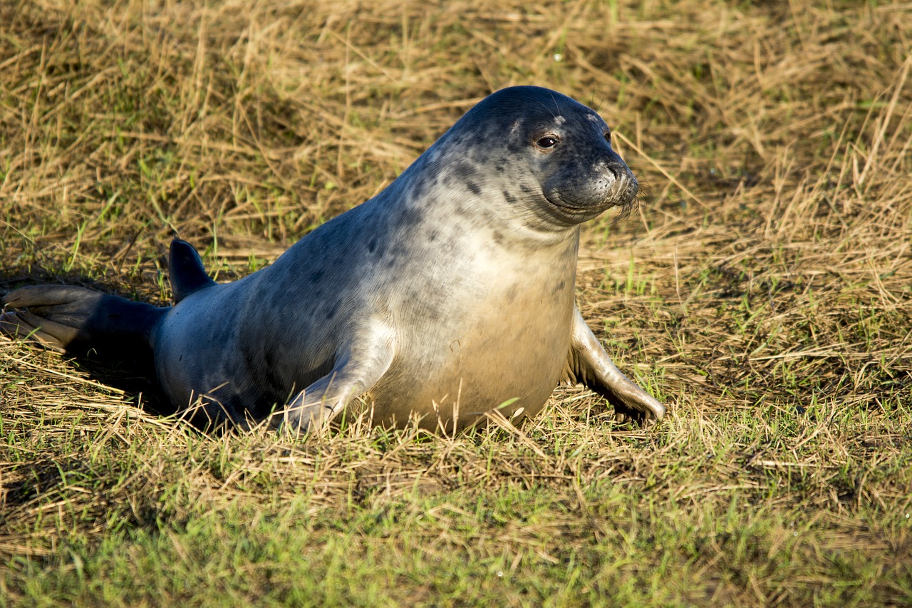 Antspaudas, Laukinė Gamta, Žinduolis, Gamta, Papludimys, Nemokamos Nuotraukos,  Nemokama Licenzija