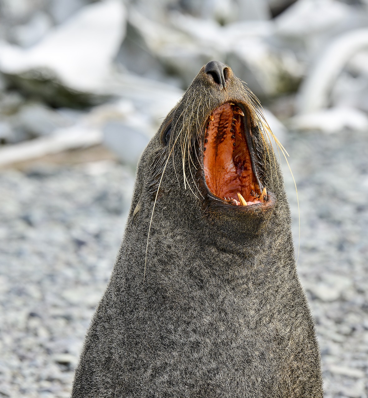 Antspaudas, Antarctica, Ekspedicija, Kruizas, Nuotykis, Šaltas, Kelionė, Laukinė Gamta, Žiema, Arktinė