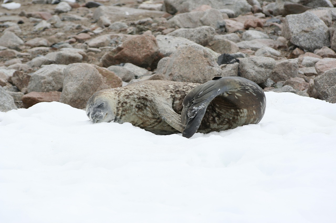 Antspaudas, Sniegas, Antarctic, Neco Sala, Taikus, Atsipalaidavęs, Žiema, Gamta, Polar, Nemokamos Nuotraukos