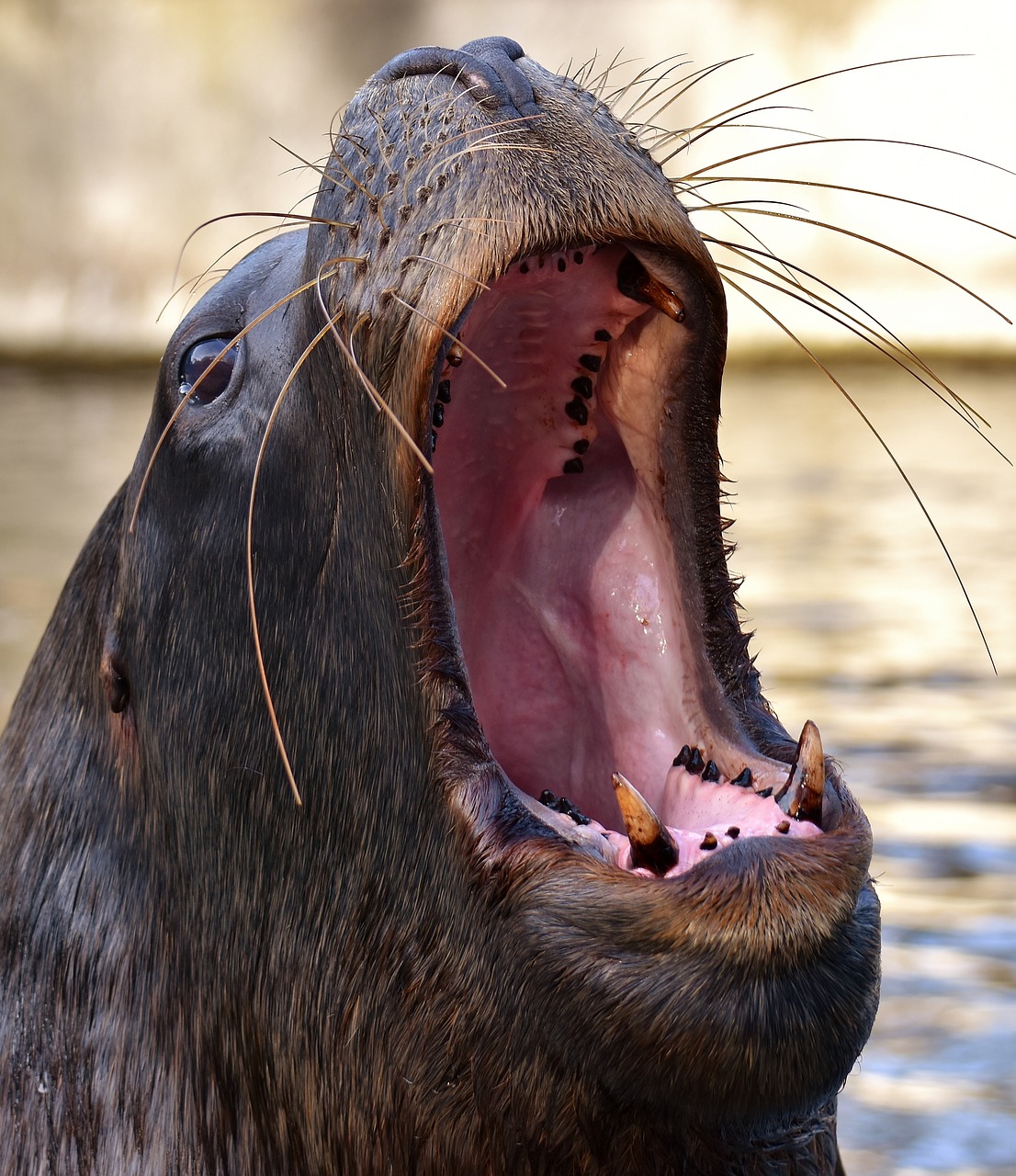 Antspaudas, Jūrų Liūtas, Plaukti, Vanduo, Robbe, Meeresbewohner, Gyvūnas, Gamta, Žinduolis, Zoologijos Sodas