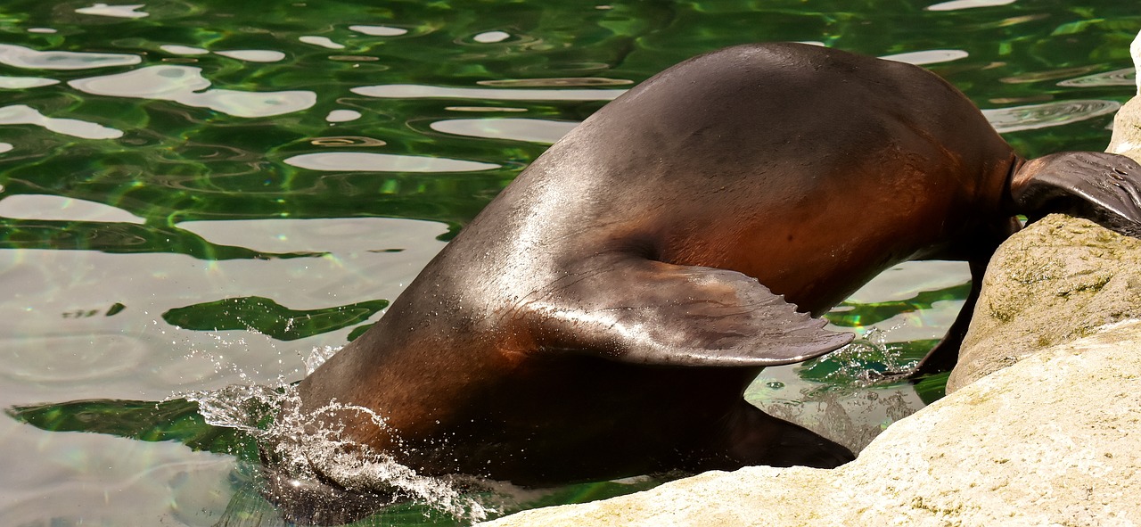 Užsandarinti,  Jūrų Liūtas,  Vandens,  Robbe,  Meeresbewohner,  Gyvūnas,  Pobūdį,  Žinduolis,  Zoo,  Ežeras