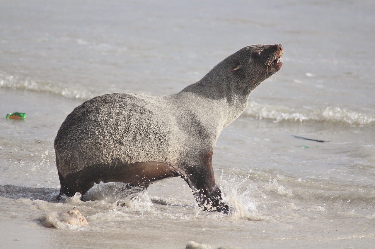 Antspaudas, Jūra, Papludimys, Vandens Tvarinys, Vandenynas, Nustebintas, Siurprizas, Sutrikdyta, Nemokamos Nuotraukos,  Nemokama Licenzija