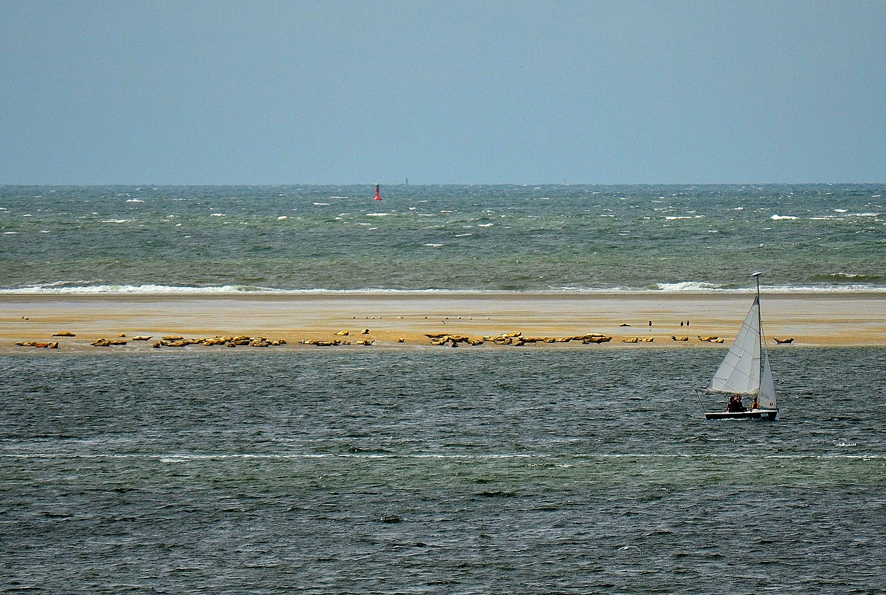 Ruonių Suolai, Borkum, Ruoniai, Nuskaityti, Šiaurės Jūra, Boot, Burinė Valtis, Vandenynas, Jūra, Nemokamos Nuotraukos